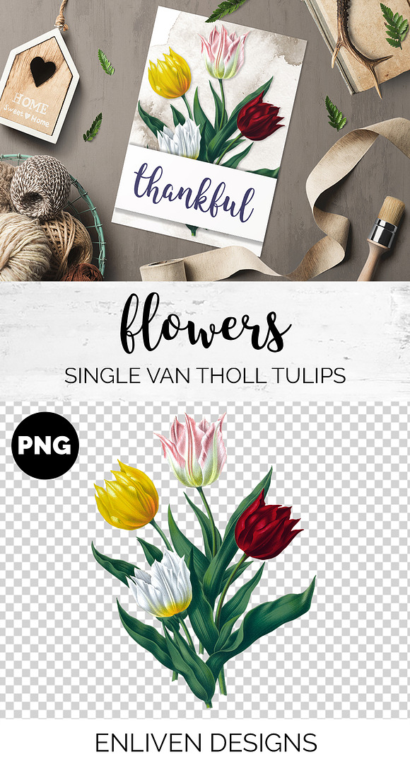 single van tholl tulips Vintage in Illustrations - product preview 1