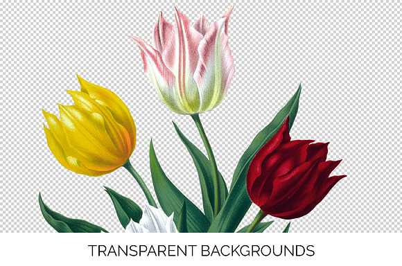 single van tholl tulips Vintage in Illustrations - product preview 2