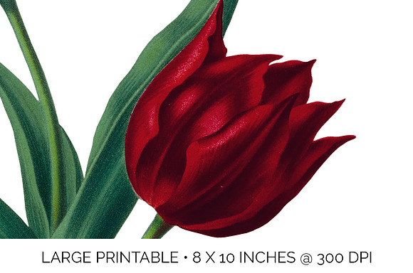 single van tholl tulips Vintage in Illustrations - product preview 4