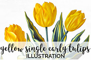 Yellow Single Early Tulips Vintage