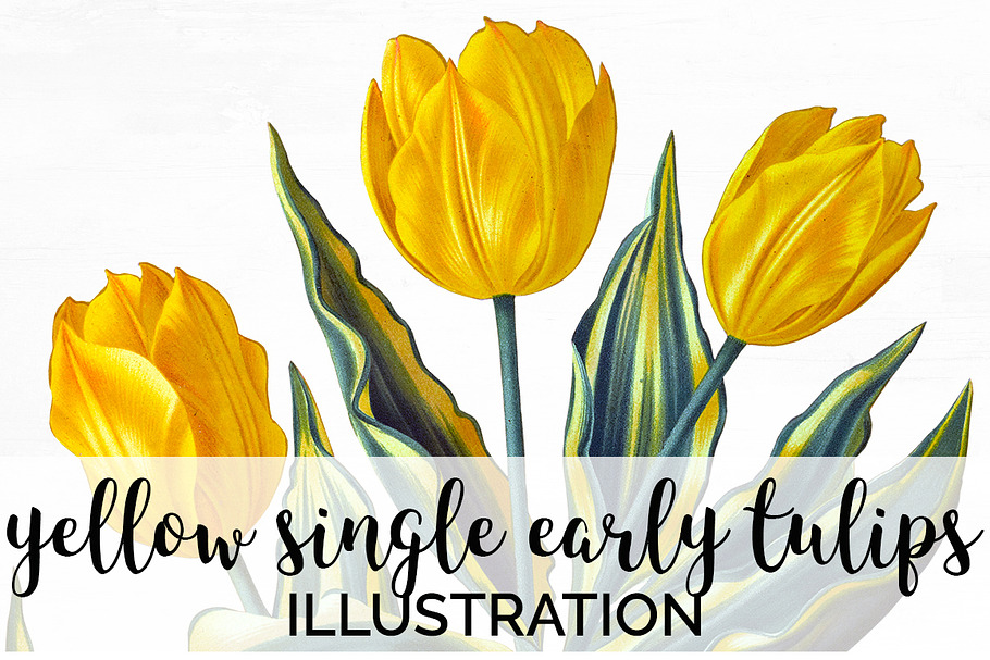 Yellow Single Early Tulips Vintage in Illustrations - product preview 8