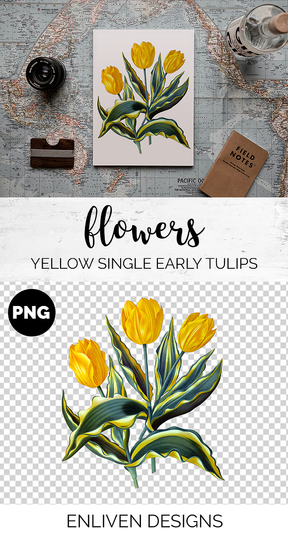 Yellow Single Early Tulips Vintage in Illustrations - product preview 1