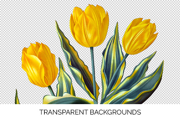 Yellow Single Early Tulips Vintage in Illustrations - product preview 2