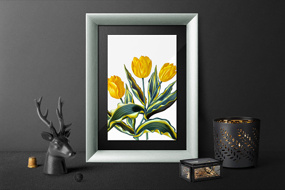 Yellow Single Early Tulips Vintage in Illustrations - product preview 3