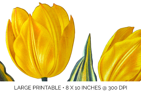 Yellow Single Early Tulips Vintage in Illustrations - product preview 4