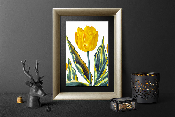 Yellow Single Early Tulips Vintage in Illustrations - product preview 5