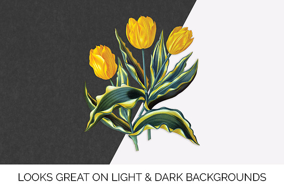 Yellow Single Early Tulips Vintage in Illustrations - product preview 6