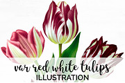 var red white tulips Vintage Flowers
