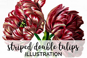 Striped Double Tulips Vintage Flower