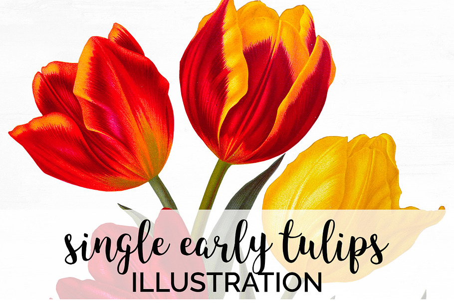 single early tulips Vintage Flowers