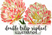 double tulip raphael Vintage Flowers