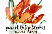 parrot tulip blooms Vintage Flowers