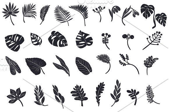 Botanicum in Illustrations - product preview 10