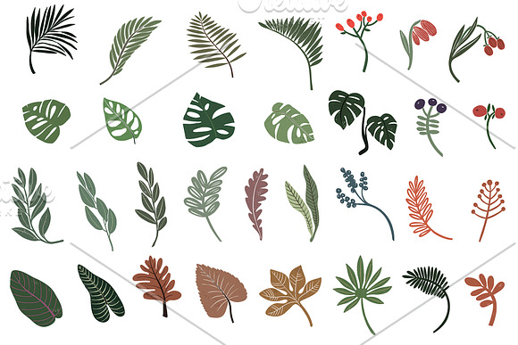 Botanicum in Illustrations - product preview 11