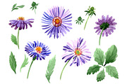 Asters Watercolor png 