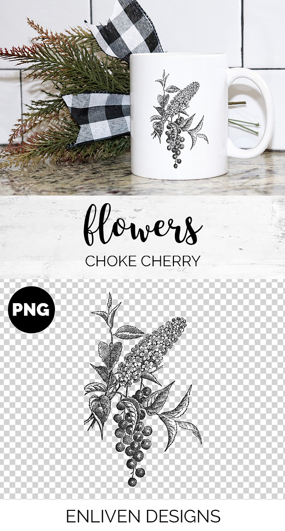choke cherry Vintage Flowers in Illustrations - product preview 1