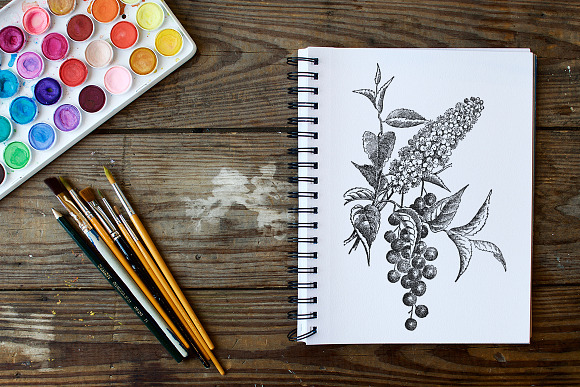 choke cherry Vintage Flowers in Illustrations - product preview 5