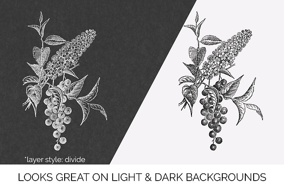 choke cherry Vintage Flowers in Illustrations - product preview 6