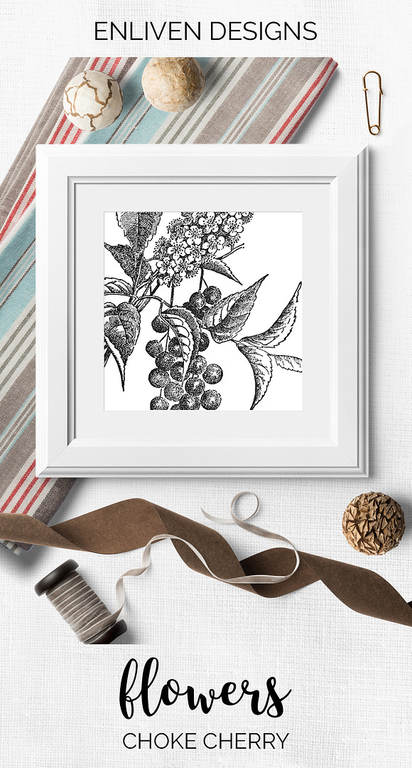 choke cherry Vintage Flowers in Illustrations - product preview 7