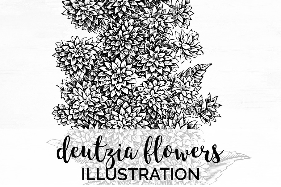 deutzia flowers Vintage Flowers in Illustrations - product preview 8