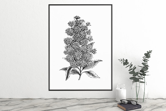 deutzia flowers Vintage Flowers in Illustrations - product preview 3