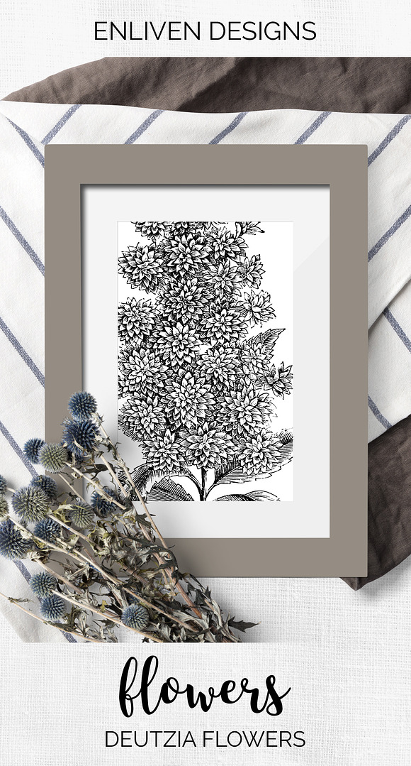 deutzia flowers Vintage Flowers in Illustrations - product preview 7