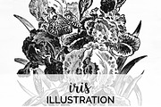 Iris Clipart Black and White Flowers