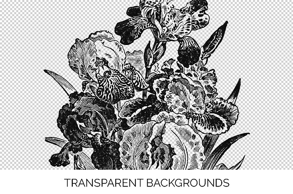 Iris Clipart Black and White Flowers in Illustrations - product preview 2