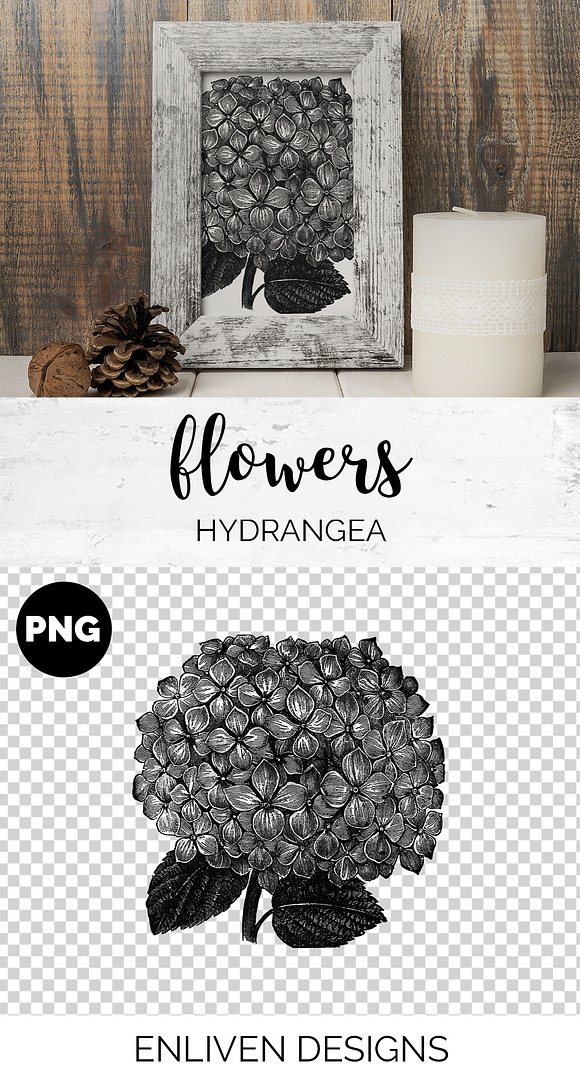 hydrangea Vintage Flowers in Illustrations - product preview 1