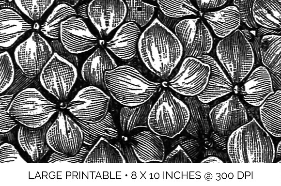 hydrangea Vintage Flowers in Illustrations - product preview 4