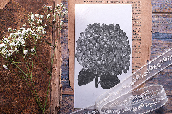 hydrangea Vintage Flowers in Illustrations - product preview 5