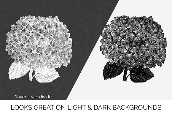 hydrangea Vintage Flowers in Illustrations - product preview 6