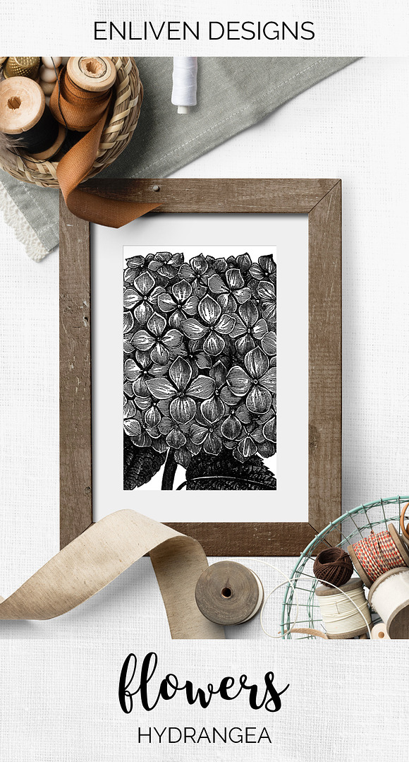 hydrangea Vintage Flowers in Illustrations - product preview 7