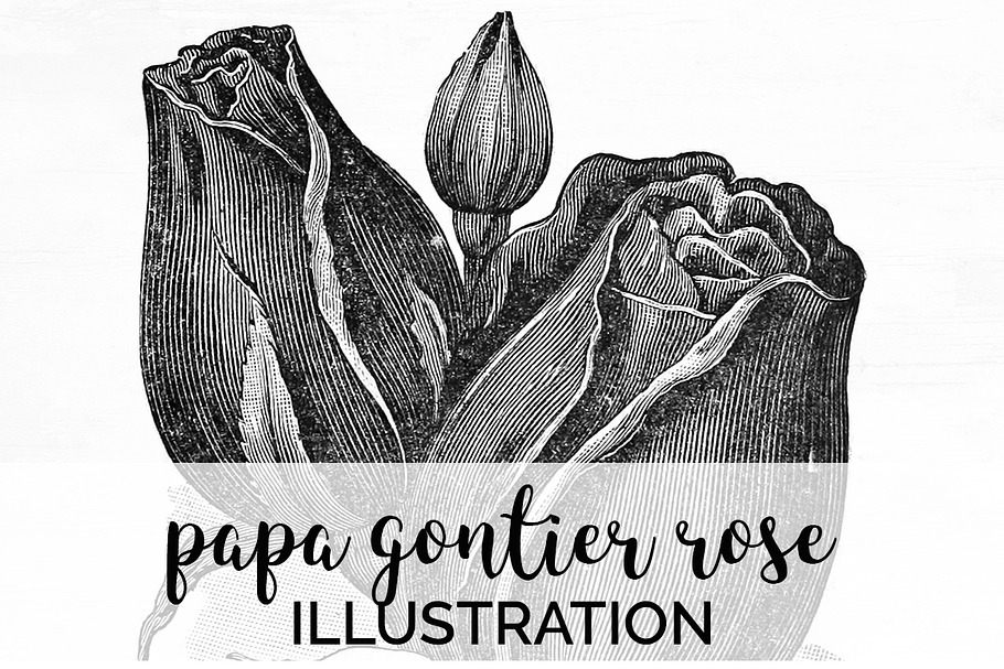papa gontier rose Vintage Flowers in Illustrations - product preview 8