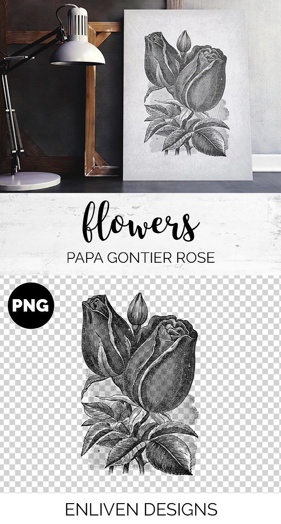 papa gontier rose Vintage Flowers in Illustrations - product preview 1