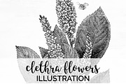 clethra flowers Vintage Flowers