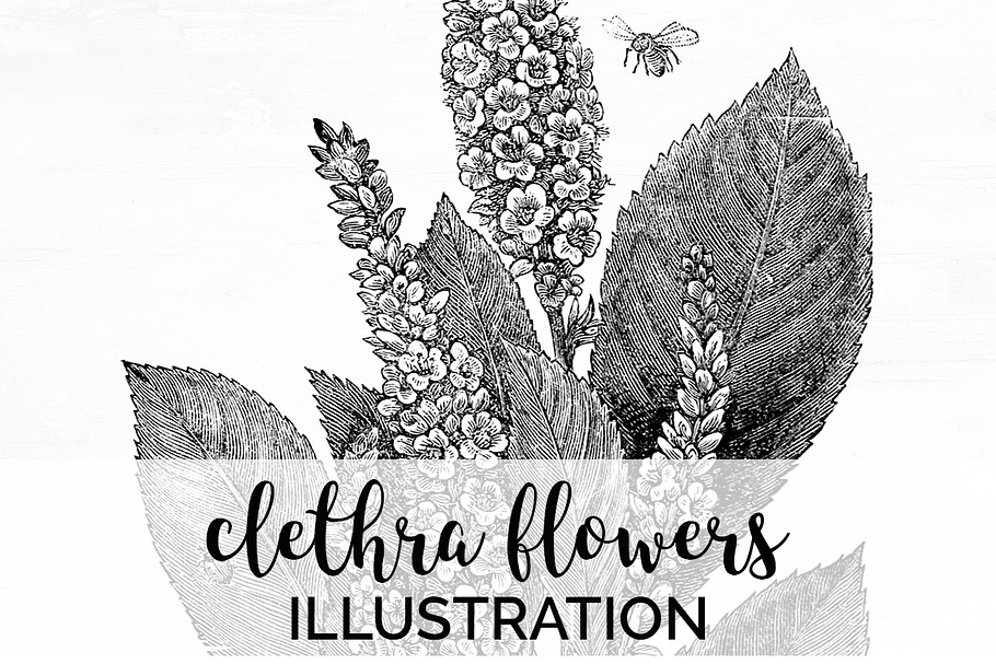 clethra flowers Vintage Flowers in Illustrations - product preview 8