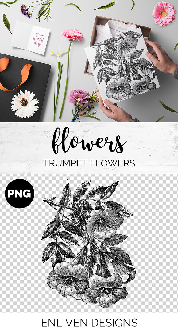 trumpet flowers Vintage Flowers in Illustrations - product preview 1