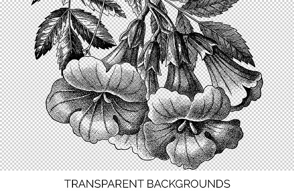 trumpet flowers Vintage Flowers in Illustrations - product preview 2