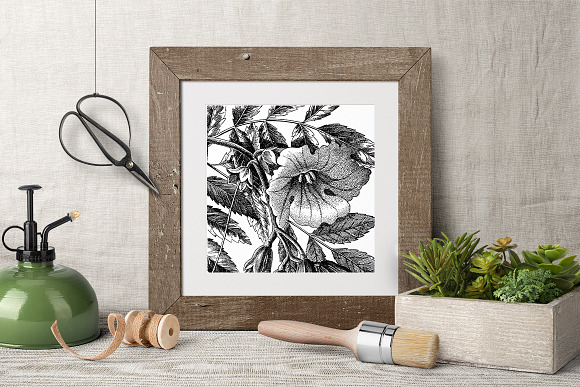 trumpet flowers Vintage Flowers in Illustrations - product preview 5