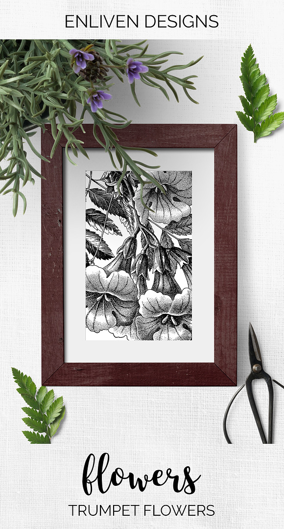 trumpet flowers Vintage Flowers in Illustrations - product preview 7