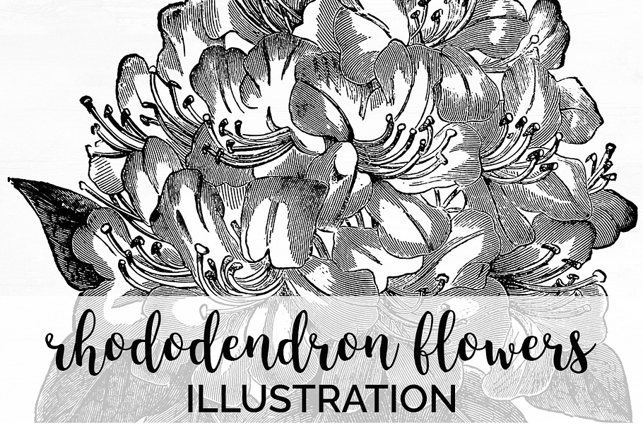 rhododendron flowers Vintage Flowers in Illustrations - product preview 8