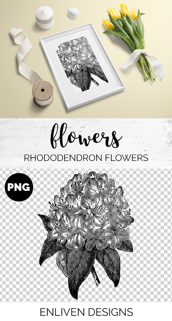 rhododendron flowers Vintage Flowers in Illustrations - product preview 1