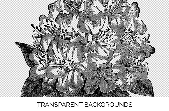 rhododendron flowers Vintage Flowers in Illustrations - product preview 2