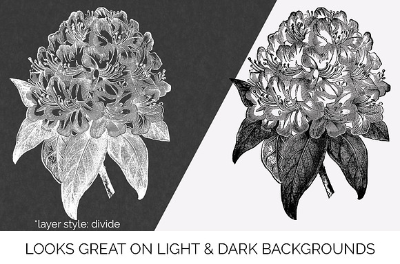 rhododendron flowers Vintage Flowers in Illustrations - product preview 6