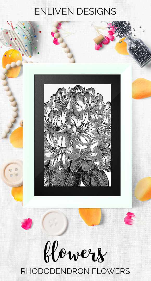 rhododendron flowers Vintage Flowers in Illustrations - product preview 7