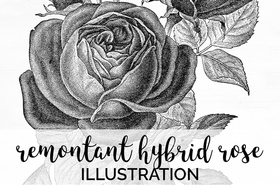 remontant hybrid rose Vintage Flower in Illustrations - product preview 8