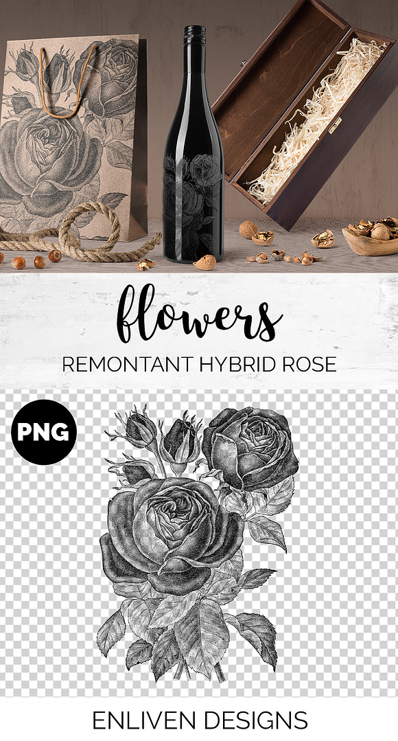 remontant hybrid rose Vintage Flower in Illustrations - product preview 1