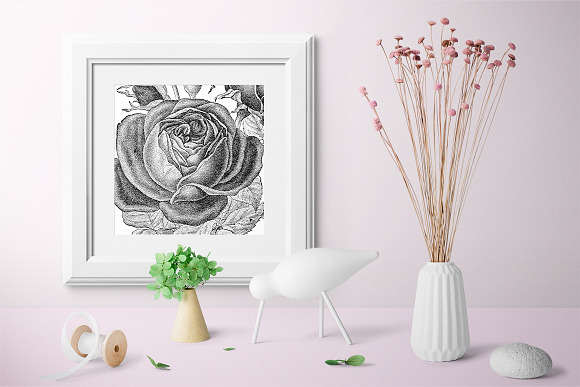 remontant hybrid rose Vintage Flower in Illustrations - product preview 5