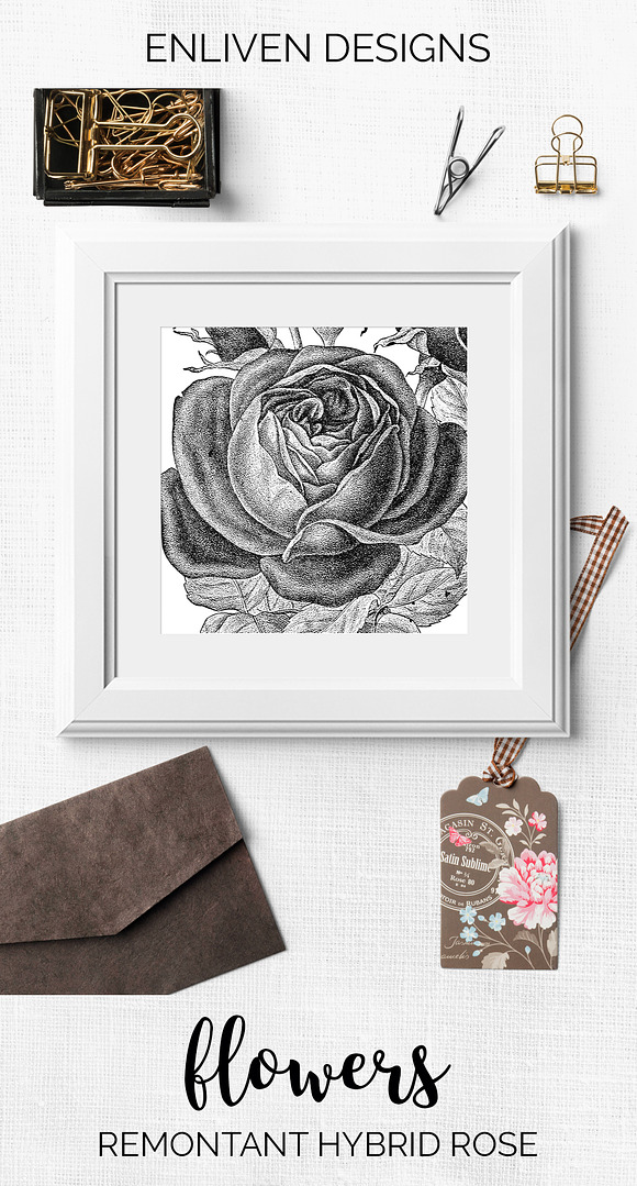 remontant hybrid rose Vintage Flower in Illustrations - product preview 7